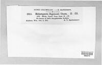 Melampsora bigelowii image